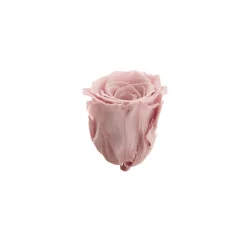 Amore Forever Rose Heads Pack 6 Dusty Pink (5-6cmD)