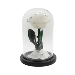 Amore Forever Rose Single Stem Cloche White (12Dx20cmH)