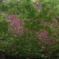 Artificial Moss Mat Rocky Round Green (30-36cm)