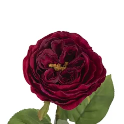 Austin Cabbage Rose Burgundy (10cmDx66cmH)
