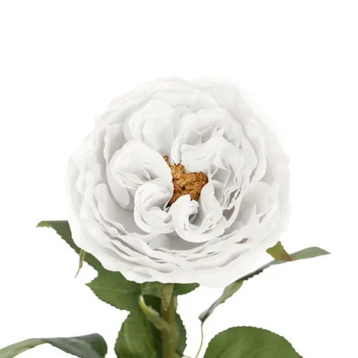 Austin Cabbage Rose White (10cmDx66cmH)