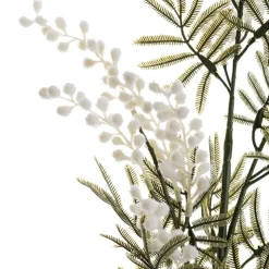 Australian Native Wattle White (85cmH)