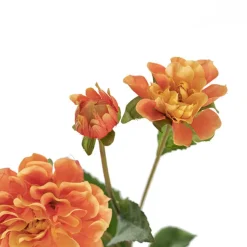 Barla Zinnia Spray Apricot (67cmH)