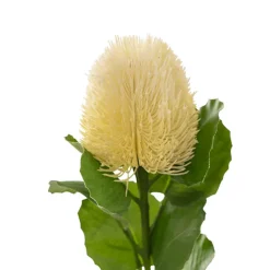 Baxteri Banksia Stem Cream (6cmDx59cmH)