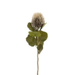 Baxteri Banksia Stem Grey (6cmDx59cmH)