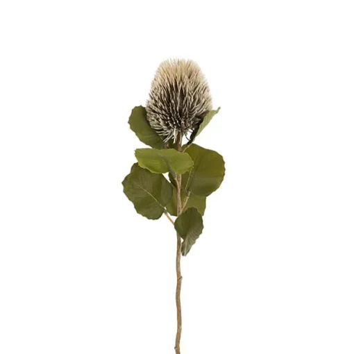 Baxteri Banksia Stem Grey (6cmDx59cmH)