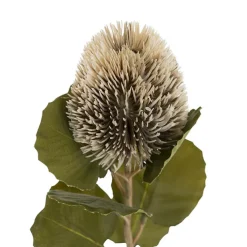 Baxteri Banksia Stem Grey (6cmDx59cmH)