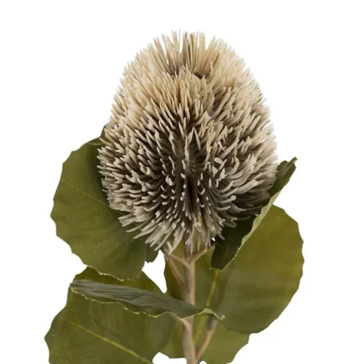 Baxteri Banksia Stem Grey (6cmDx59cmH)