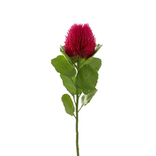 Baxteri Banksia Stem Hot Pink (6cmDx59cmH)