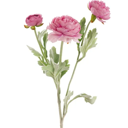 Buttercup Ranunculus Spray x3 Dusty Pink (52cmH)