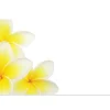 Cards Frangipani Cluster (10x6.5cmH) Pack 50