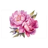 Cards White Cabbage Roses Pink (10x6.5cmH) Pack 50