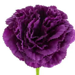 Carnation Ruffle Stem Dark Purple (9cmDx42cmH)