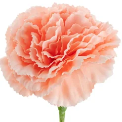 Carnation Ruffle Stem Soft Peach (9cmDx42cmH)