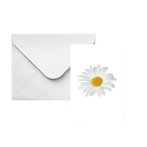 Classic Gift Card & Envelope Oh Daisy Pk25 (6.5x10cmH)