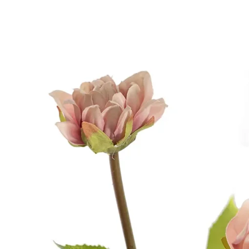 Dahlia Stem Blush Pink (53cmH)