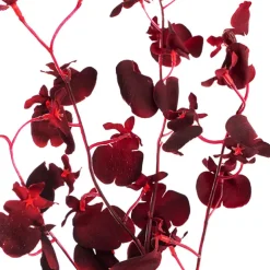 Dancing Lady Orchid Burgundy (81cmH)