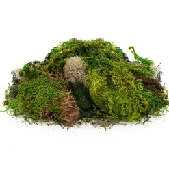 Delaware Moss Mix Preserved Bag Moss Assorted (55gm Bag)