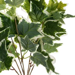 English Ivy Variegated Bush x7 White Green (42cmH)