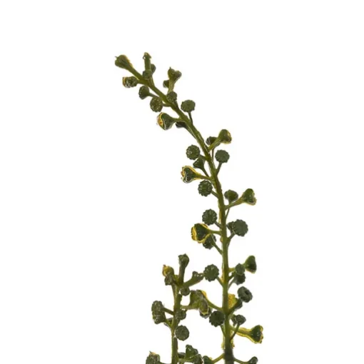 Eucalyptus Willow Leaf & Seed Spray Green (77cmH)