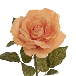 Event Velvet Rose Short Stem Apricot (11cmDx35cmH)