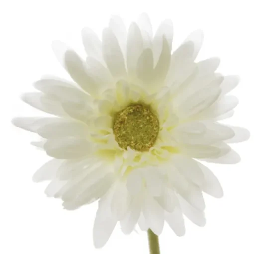 Gerbera Aztec White (10cmDx54cmH)