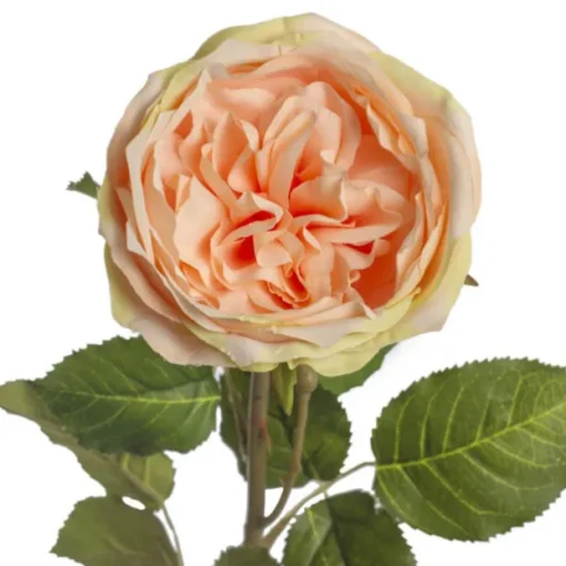 Grace Garden Rose Stem Dusty Peach (76cmH)