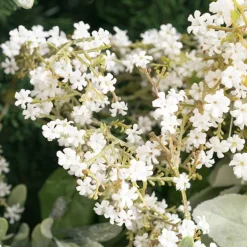 Gypsophila Baby's Breath Bunch White (30cmH)