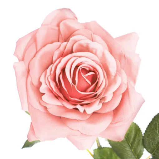 Large Colombian Rose Stem Pale Pink (20cmDx86cmH)