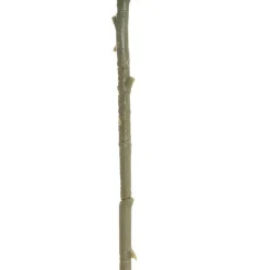 Large Colombian Rose Stem White (20cmDx86cmH)