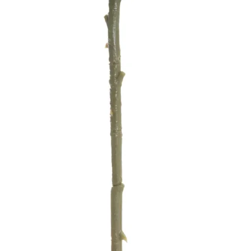 Large Colombian Rose Stem White (20cmDx86cmH)