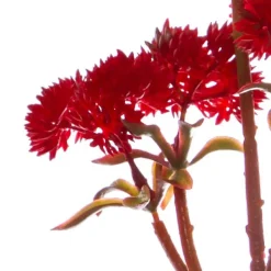 Mini Sedum Spray (Billy Button) Bunch Red (34cm)