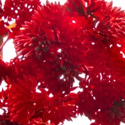 Mini Sedum Spray (Billy Button) Bunch Red (34cm)