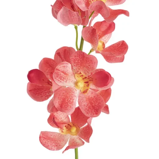 Mokara Orchid Spray Peach (49cmH)