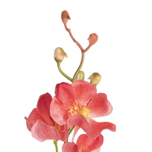 Mokara Orchid Spray Peach (49cmH)