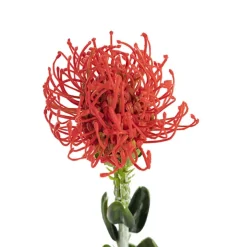 Native Leucospermum Red (61cmH)