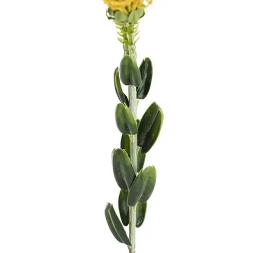 Native Leucospermum Yellow (61cmH)
