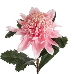 Native Waratah Soft Pink (18cmDx80cmH)