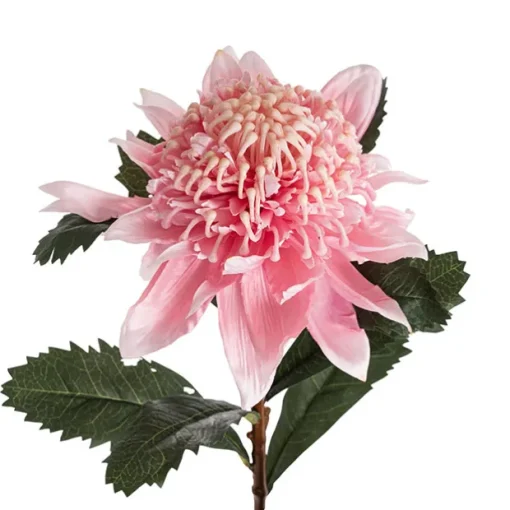 Native Waratah Soft Pink (18cmDx80cmH)