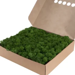 Premium Preserved Reindeer Moss Bulk 1kg Box Forest Green