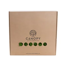 Premium Preserved Reindeer Moss Bulk 1kg Box Forest Green