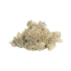 Premium Preserved Reindeer Moss Bulk 1kg Box Cream