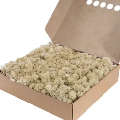Premium Preserved Reindeer Moss Bulk 1kg Box Cream