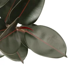 Premium Real Touch Artificial Rubber Tree Green (120cmH)