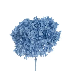 Preserved Dried Anna Hydrangea Stem Large Soft Blue (68cmH)