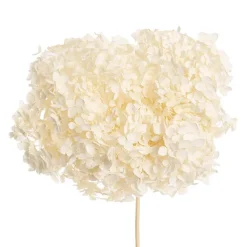 Preserved Dried Anna Hydrangea Stem Large White (68cmH)