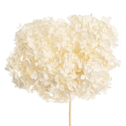 Preserved Dried Anna Hydrangea Stem Large White (68cmH)