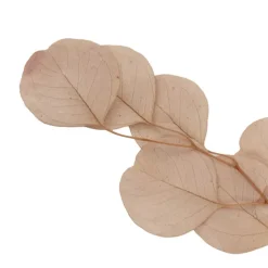 Preserved Dried Apple Leaf Honesty Bunch Nude