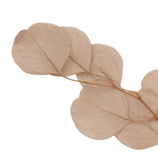 Preserved Dried Apple Leaf Honesty Bunch Nude