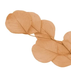 Preserved Dried Apple Leaf Honesty Bunch Peach